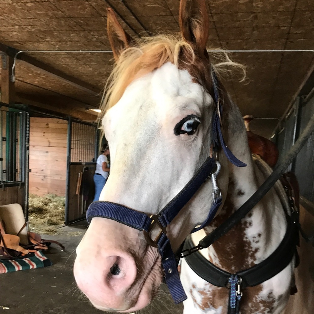 Meet your Posher, Chris